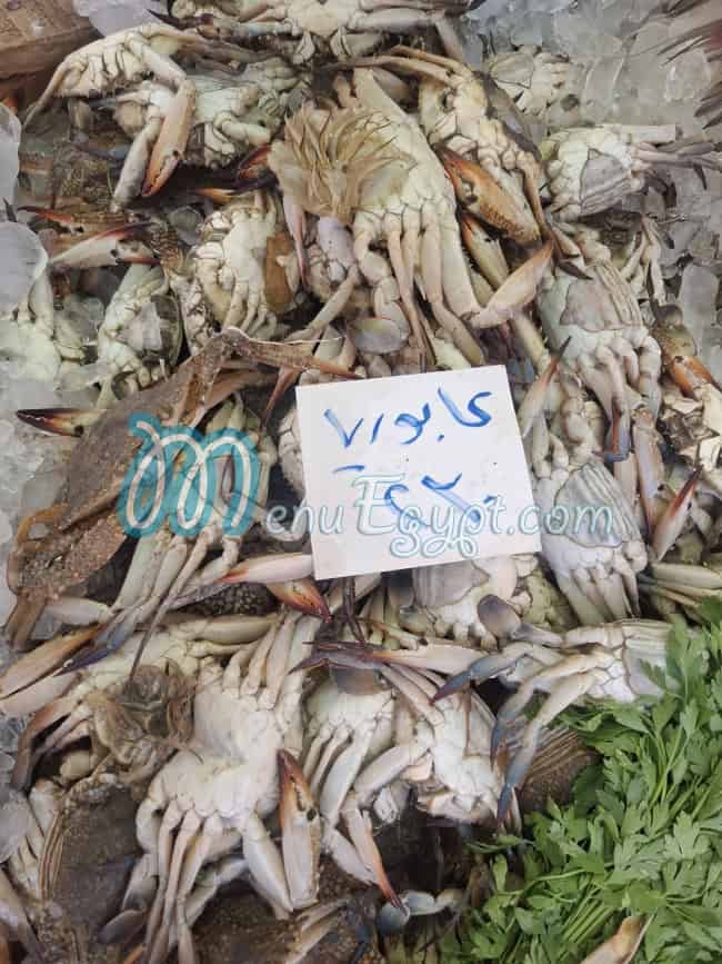 أسماك الحرية مصر الخط الساخن