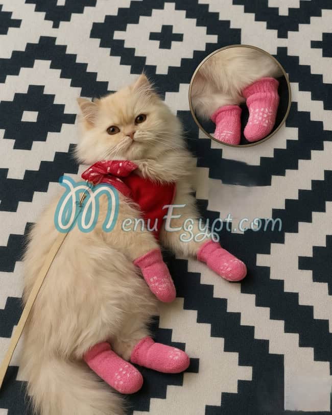 أيمن بيتس استور مصر الخط الساخن