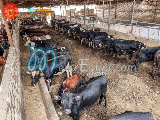 جزارة جنة رضوان مصر الخط الساخن