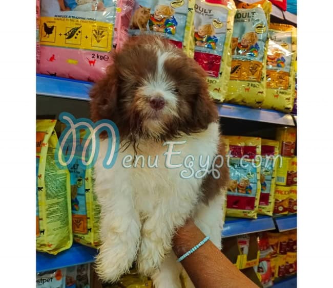 Pets and Pets menu Egypt 5