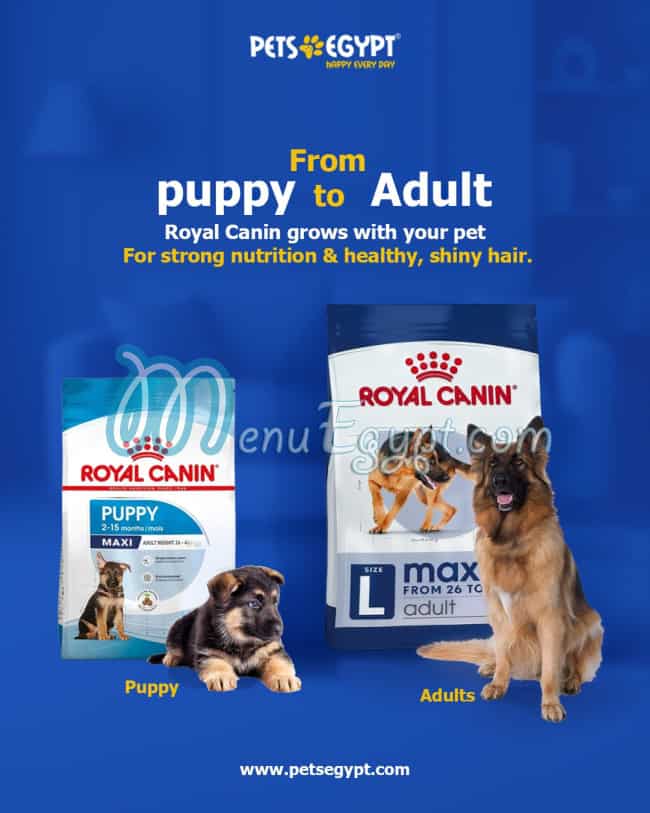 بيتس ايجيبت مصر الخط الساخن