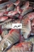 Asmak Abo Yasmeen egypt
