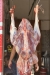 Oasis Ostrich delivery menu